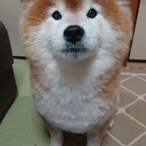 柴犬がびっくりするほど大きなおならをした結果 あたしじゃないって目が言ってますね え 何か聞こえました ガジェット通信 Getnews