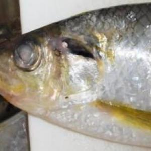 瀬戸内ではめでたい魚 今が旬の出世 しない 魚を食べる ガジェット通信 Getnews