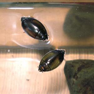 水面にいる みずすまし は 水面にいるために面白い進化をしていた ガジェット通信 Getnews