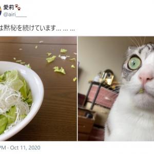 口元に証拠が レタスを食べた容疑に対し黙秘を続ける猫ちゃんが話題に ガジェット通信 Getnews