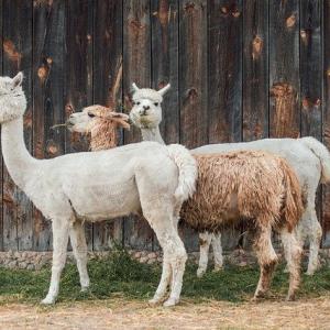 気を付けて モフモフしてかわいい アルパカ に不用意に近付くとツバをかけられるかも ガジェット通信 Getnews