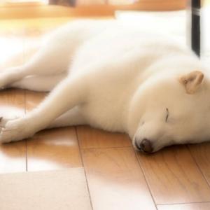 白い柴犬のお昼寝がなごむ 朝ごはんも食べてぐっすり モフモフしたいです ガジェット通信 Getnews