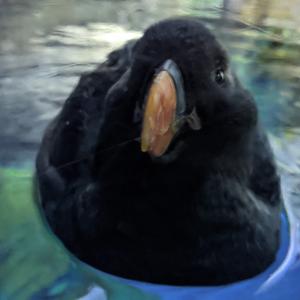 オレンジのクチバシが目を引く エトピリカ ってどんな鳥 ガジェット通信 Getnews