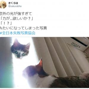 猫 力が 欲しいか 偶然撮影された神々しいニャンコの写真に30万超えいいね ガジェット通信 Getnews