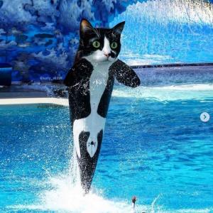 もし色んな動物の顔だけがネコだったら Part2 ｜ ガジェット通信 GetNews