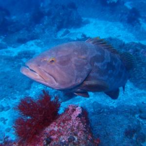 高級魚 クエ とはどんな魚 ハタとは違う魚なの ガジェット通信 Getnews