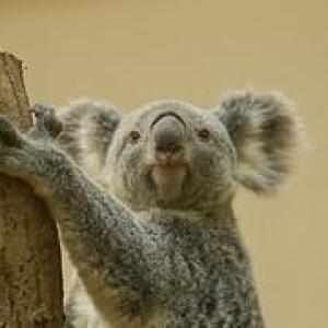 コアラ通信 東山動物園のコアラのえさ代年間5600万円に 維持できないのなら飼うな の声 ガジェット通信 Getnews
