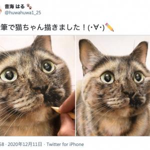 かわいすぎる猫の写真かと思いきや 実はこれ色鉛筆で描いたイラストなんです ガジェット通信 Getnews