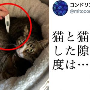 トリビア 猫 人気の王朝の壁紙hd