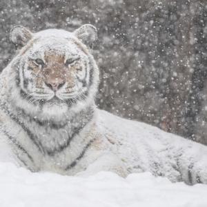 ホワイトタイガーかと思ったら あれれっ 旭山動物園で撮影された2枚の写真に反響 ガジェット通信 Getnews