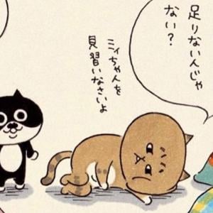 猫のミィちゃんのゆるくて深い名言が心に刺さりまくる件 ガジェット通信 Getnews