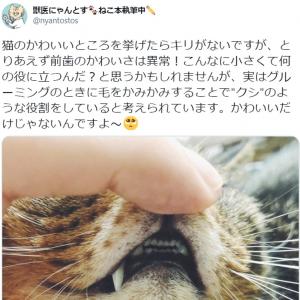 猫の小さな 前歯 は何のためにある かわいいだけじゃない意外な役割が話題に ガジェット通信 Getnews