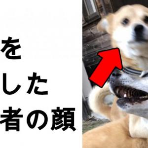 犬 お前 そんな顔するんだな 7選 ガジェット通信 Getnews