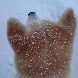 秋田犬の頭に雪が降った結果 シュークリームにみえます これは揚げパンのお砂糖かかったのだ ガジェット通信 Getnews