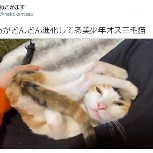 三 毛 猫 オス 三毛猫の性別の見分け方とオスの確率は