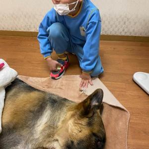 問題視 シェパード犬がトリミング中に死去 厳しすぎるしつけが原因か 気絶したあと自動乾燥機へ ガジェット通信 Getnews