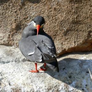 インカアジサシ 真っ赤なクチバシに白いカイゼル髭がチョー目立つ鳥 ガジェット通信 Getnews