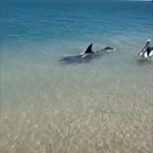 イルカとペリカンが一緒に泳ぐ平和な光景 と思いきや 実は違った ガジェット通信 Getnews