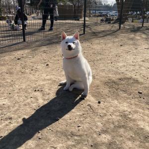 柴犬が ドッグラン に行ったのにほぼ走らずドヤ顔 行って満足するのわかるわ 気分最高だよ ガジェット通信 Getnews