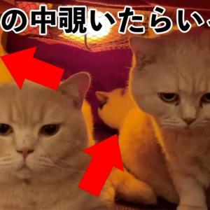 どんだけおるねんwwwこたつを覗いたら 猫祭り開催中 だった件 ガジェット通信 Getnews