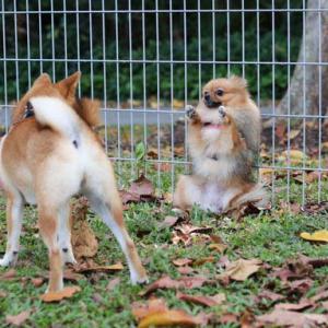 ポメラニアンが柴犬と出会った結果 ドッグランで降参 固まってる ガジェット通信 Getnews