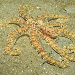 ミミックオクトパス は変装が得意 その対象は魚やウミヘビ ヒトデまで ガジェット通信 Getnews