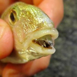 ウオノエ ダンゴムシの仲間は恐ろしい寄生虫 ガジェット通信 Getnews