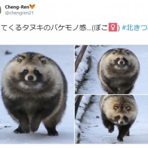 バケモノ感 まんまるタヌキの写真がtwitterで話題 重量感ある 抱きしめたい の声 ガジェット通信 Getnews