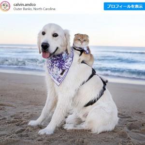 仲良しだからいつも一緒のワンコとニャンコ 可愛さメガトン級 犬と猫ってこんなに仲良くなれるのね ガジェット通信 Getnews