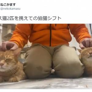 こう見えて元ボス猫 狛犬ならぬ 狛猫 スタイルで脱力する猫たちがかわいい ガジェット通信 Getnews