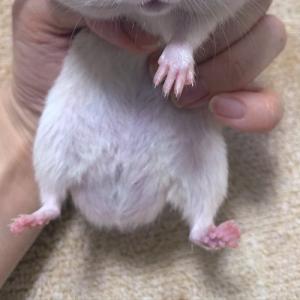 みんなのオヤツを独り占めした強欲なハムスターを捕獲 おいおい顔が凄いことになってるぞ 笑 ガジェット通信 Getnews みんなのオヤツを独り占めした強欲なハムスターを捕獲 おいおい顔が凄いことになってるぞ 笑 ガジェット通信 Getnews