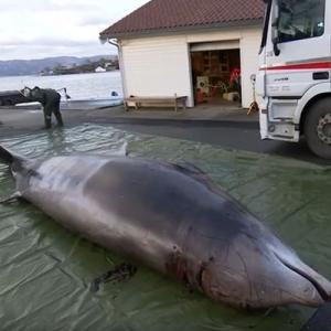 Sdgｓ 亡くなったクジラの胃の中から大量のビニール袋が 海洋ゴミ問題の深刻さが浮き彫りに ガジェット通信 Getnews