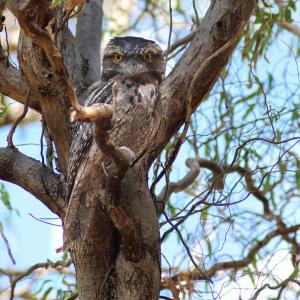 ガマグチヨタカ は まるでフクロウみたいモフモフした鳥 ガジェット通信 Getnews