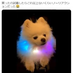 ジワジワくる これ以上ないくらい真顔のポメラニアンが話題 ゲーミング犬 めっちゃ虚無 ガジェット通信 Getnews