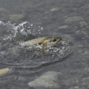 赤身魚と白身魚と青魚の違い サケが白身魚に分類される理由は ガジェット通信 Getnews