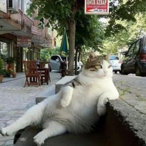 トルコ 街中から愛された猫のトンビリくん 銅像になり再びくつろいで街を見守る ガジェット通信 Getnews