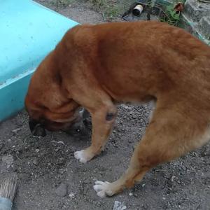 動画ニュース 亡くなった子猫を悲しみながら土に埋める犬の動画 世界中から悲しみと感動の声 ガジェット通信 Getnews