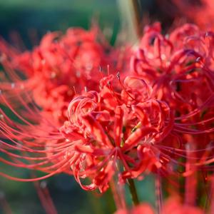 リコリスとはどんな花 花言葉は何 お菓子にも使われるリコリスとの関係は ガジェット通信 Getnews