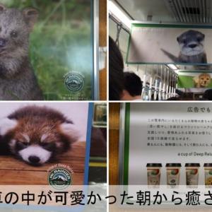 動物達が電車でジャック その可愛いさに思わず癒された ガジェット通信 Getnews