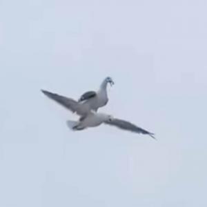 衝撃動画 極めて珍しい 鳥が鳥に乗って飛んでいる動画 が世界中から大絶賛 奇跡の瞬間 ガジェット通信 Getnews