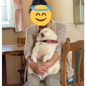 おばあちゃんの腕の中でとろける犬がたまらない可愛さ もちもち 溶けかけのマシュマロ ガジェット通信 Getnews