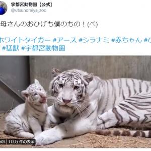 無邪気でかわいすぎ お母さんのひげで遊ぶホワイトタイガーの赤ちゃん動画に10万超いいね ガジェット通信 Getnews