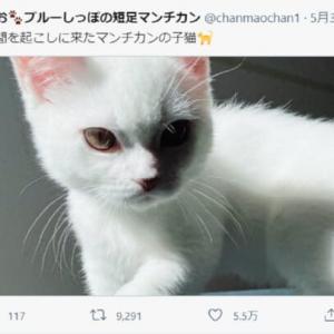 本当に 起こしに来た だけ 目つきのするどい子猫にびっくり ガジェット通信 Getnews