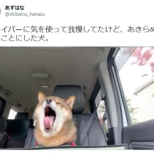 ドライブデート中の彼女かな 助手席で居眠りしちゃう柴犬が胸キュン必至のかわいさ ガジェット通信 Getnews ドライブデート中の彼女かな 助手席で居眠りしちゃう柴犬が胸キュン必至のかわいさ ガジェット通信 Getnews