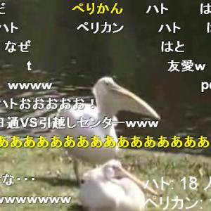 衝撃映像 ペリカンが生きた鳩を丸飲みして食べる動画 ガジェット通信 Getnews