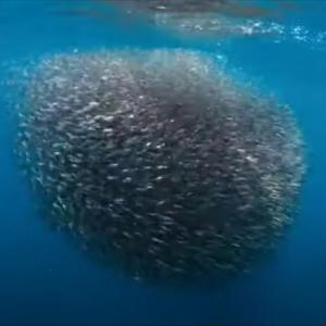 不思議な映像 サメが魚の群れを襲うも サメが逆に食べられたみたいに ガジェット通信 Getnews