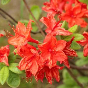 植木などにされる つつじ の花の甘い蜜 吸うと危険だったかも みなさん子供の頃吸っていました ガジェット通信 Getnews