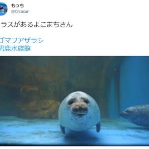 むにゅっ ガラスにぶつかるアザラシの動画が話題 可愛すぎかよ ずっと見てたい ガジェット通信 Getnews