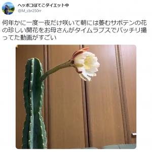 貴重映像 何年かに一度一夜だけ咲くサボテンの開花を収めたタイムラプスが息をのむ美しさ ガジェット通信 Getnews