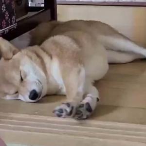 柴犬が伸びをする動画 かわいい以外の言葉が見つからない 気持ち良さそうですね ガジェット通信 Getnews